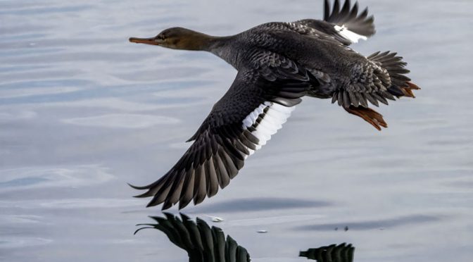 Bonanza of Merganser