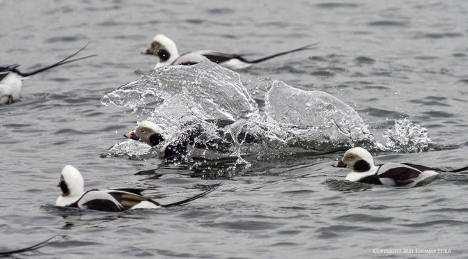 Long-tailed Water Landings