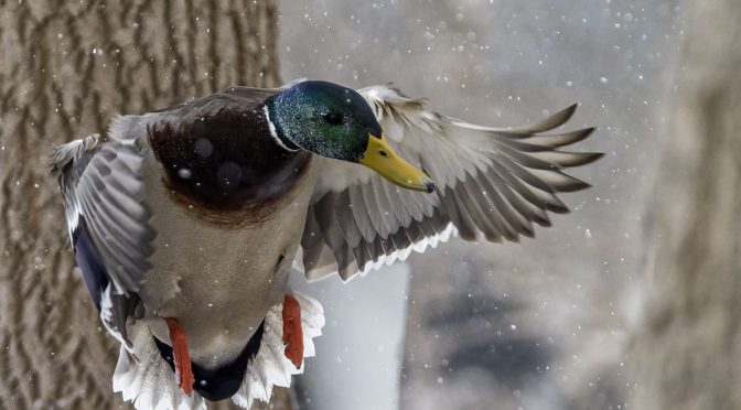 Flying During a Snowfall