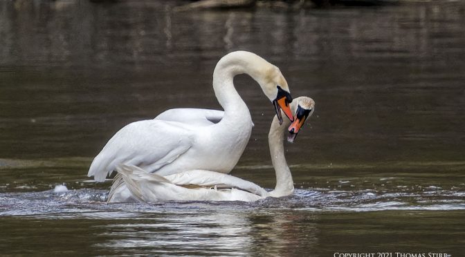 Mute Swans Mating