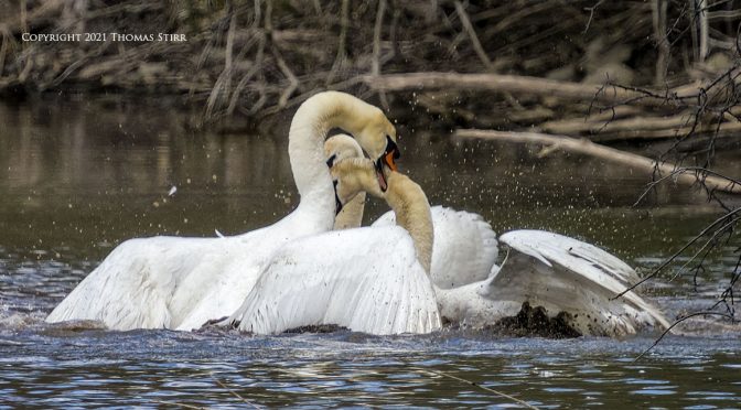 Swans at War