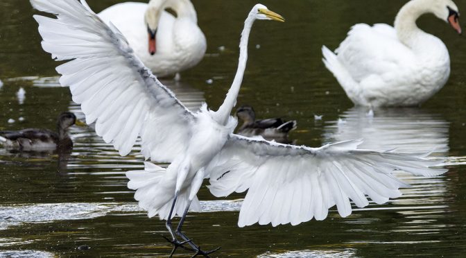 Egrets Landing Before Sunrise