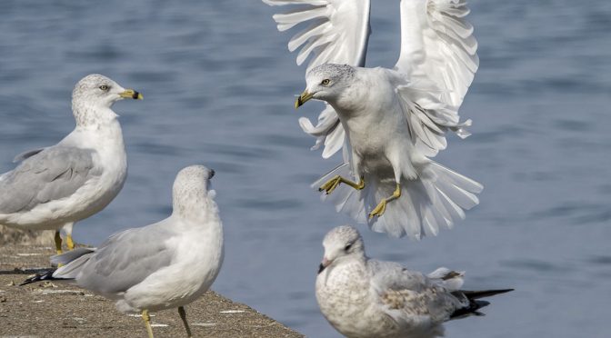 Bird AI with Pro Capture L