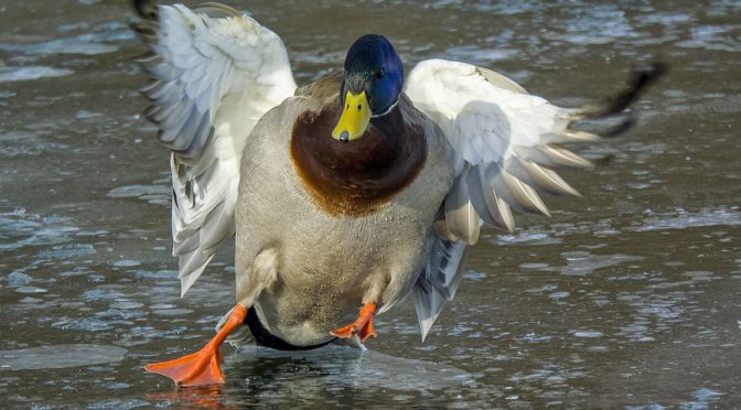Nikon 1 Ducks in Flight