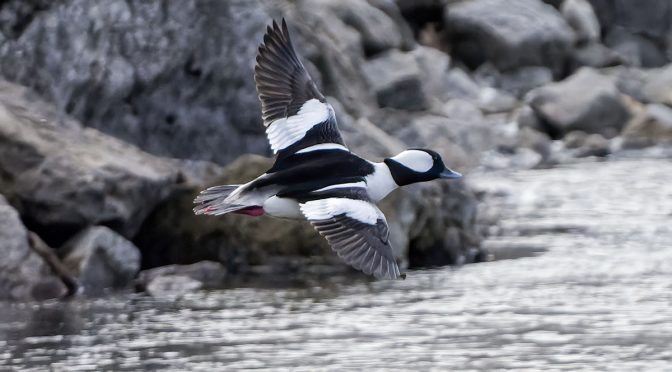 Bufflehead In Flight ISO-6400