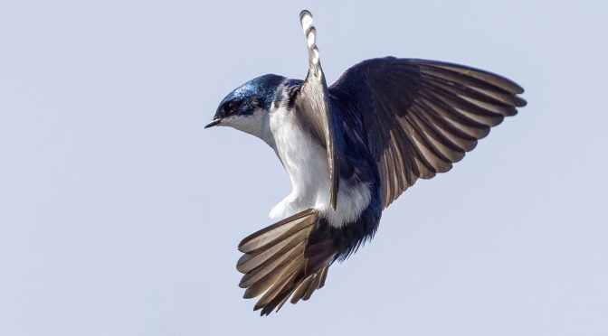 First Swallow Images of 2022