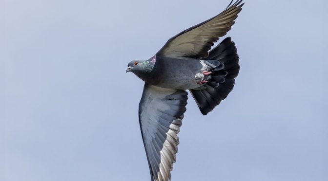 Pigeons In Flight