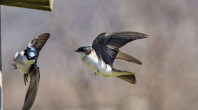 Avian Musical Chairs