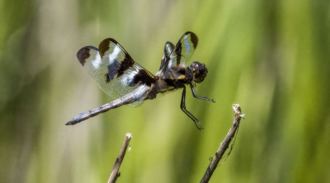 Twelve-spotted Skimmer In Flight