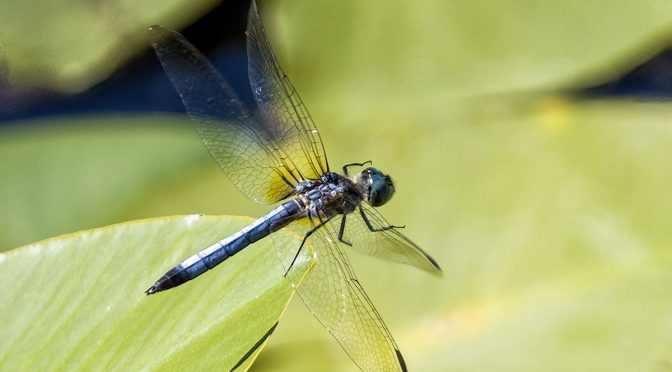 Dragonflies at the RBG