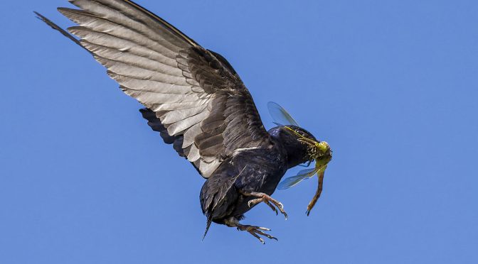 Purple Martins Using Bird AI