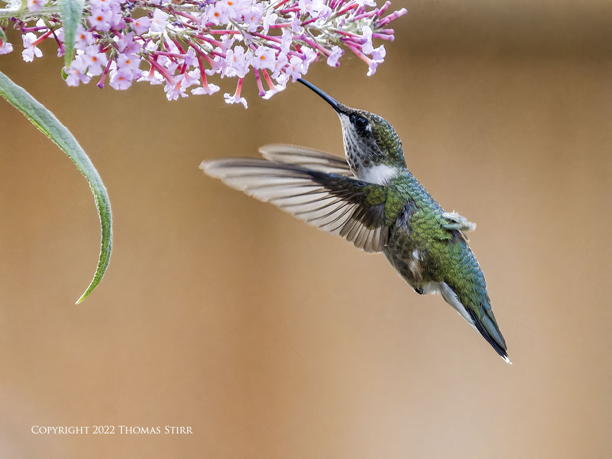 Hummingbird Quick Visit - Photographic Freedom by Thomas Stirr