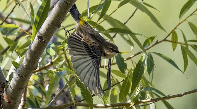 Yellow-Rumped Warbler