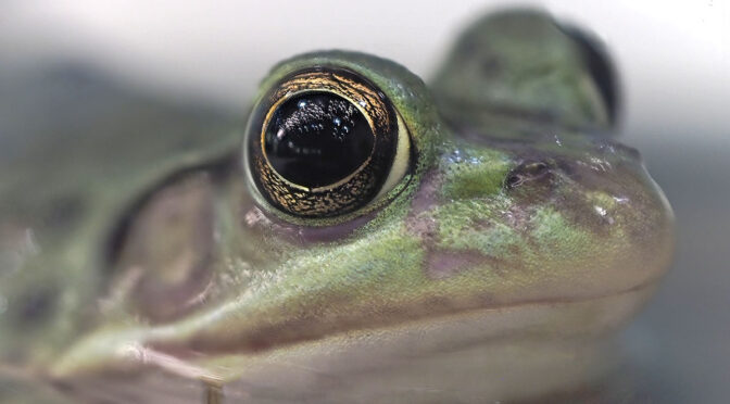 HHFS Frog Images