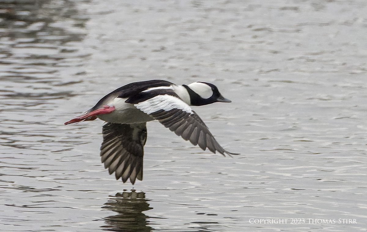 ❤️迫力ズーム❤️Canon 75-300mm❤️野鳥・飛行機撮影❤️ Bird Photography with 75-300 - Photographic Freedom by Thomas Stirr