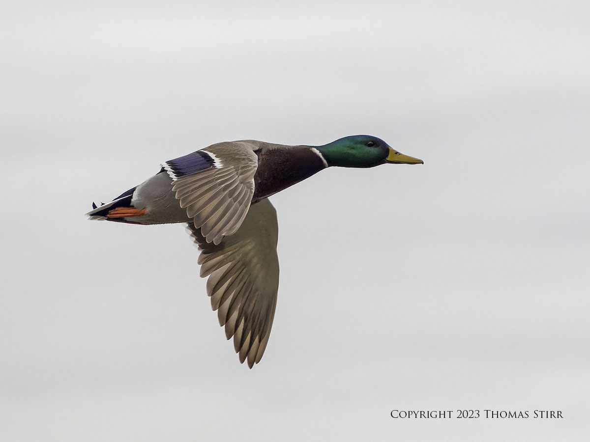 Bird Photography with 75-300 - Photographic Freedom by Thomas Stirr