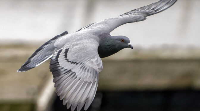 Bird Photography with 75-300