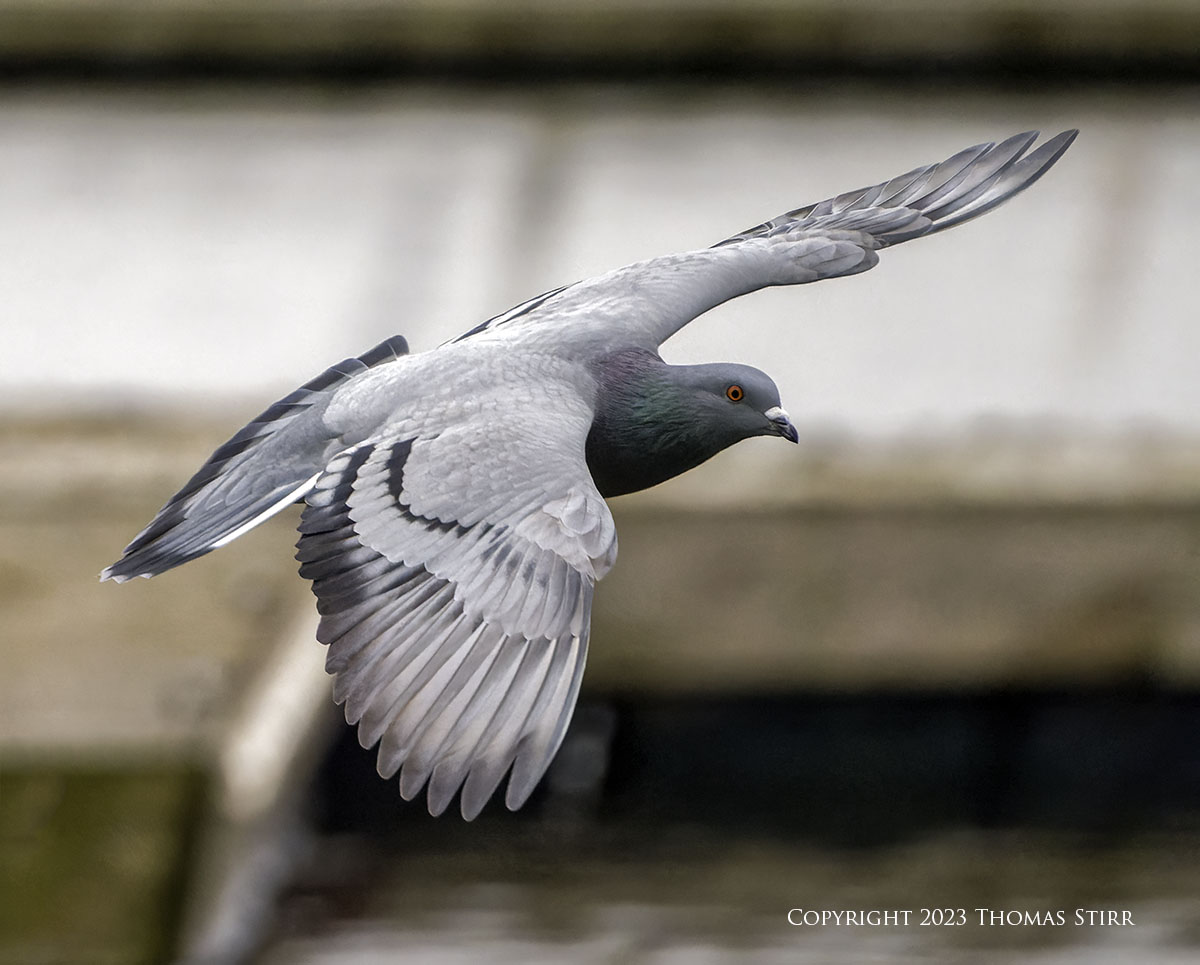 ❤️迫力ズーム❤️Canon 75-300mm❤️野鳥・飛行機撮影❤️ Bird Photography with 75-300 - Photographic Freedom by Thomas Stirr