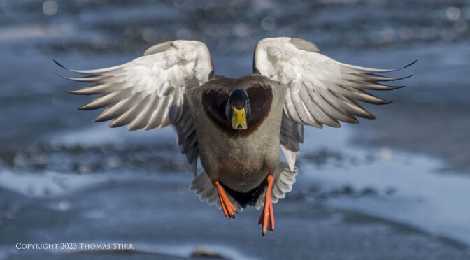 Ducks with 40-150