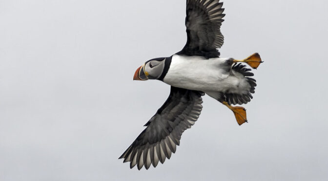 Puffins Flying in Fog