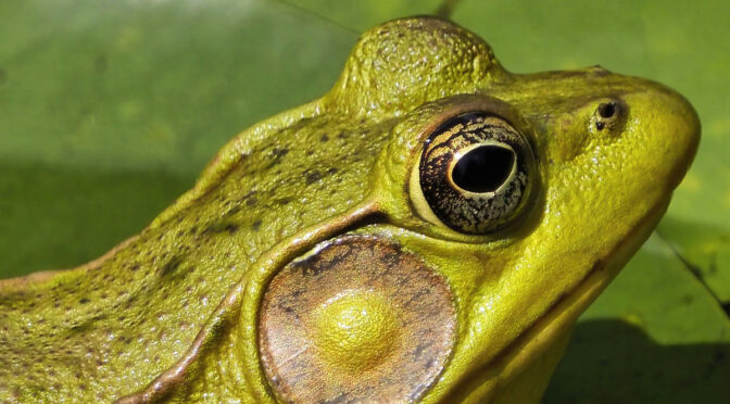 Frog Test Images With MC-20