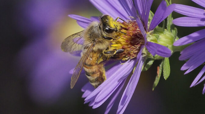 Bees With Digital Teleconverter