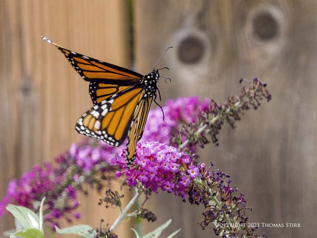 Butterflies with 100-400 - Photographic Freedom by Thomas Stirr
