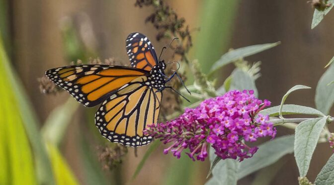 Butterflies with 100-400