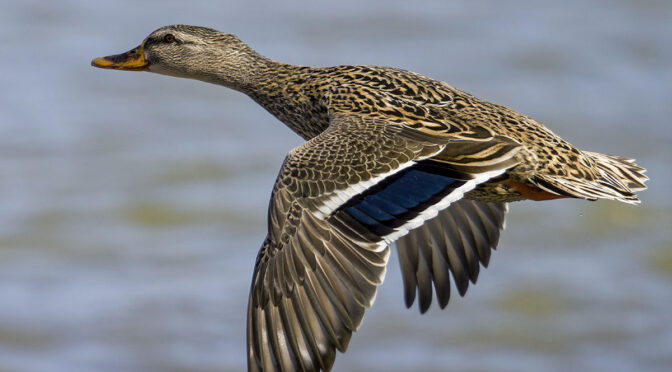M.Zuiko 150-600 BIF First Impressions