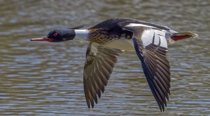 M.Zuiko 150-600 with MC-14