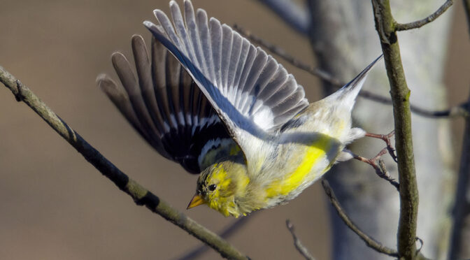 Local Bird Photography