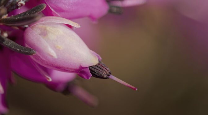 First Day with M.Zuiko 90 mm Macro