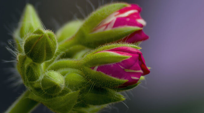 HHHR Flower Photography with 150-600