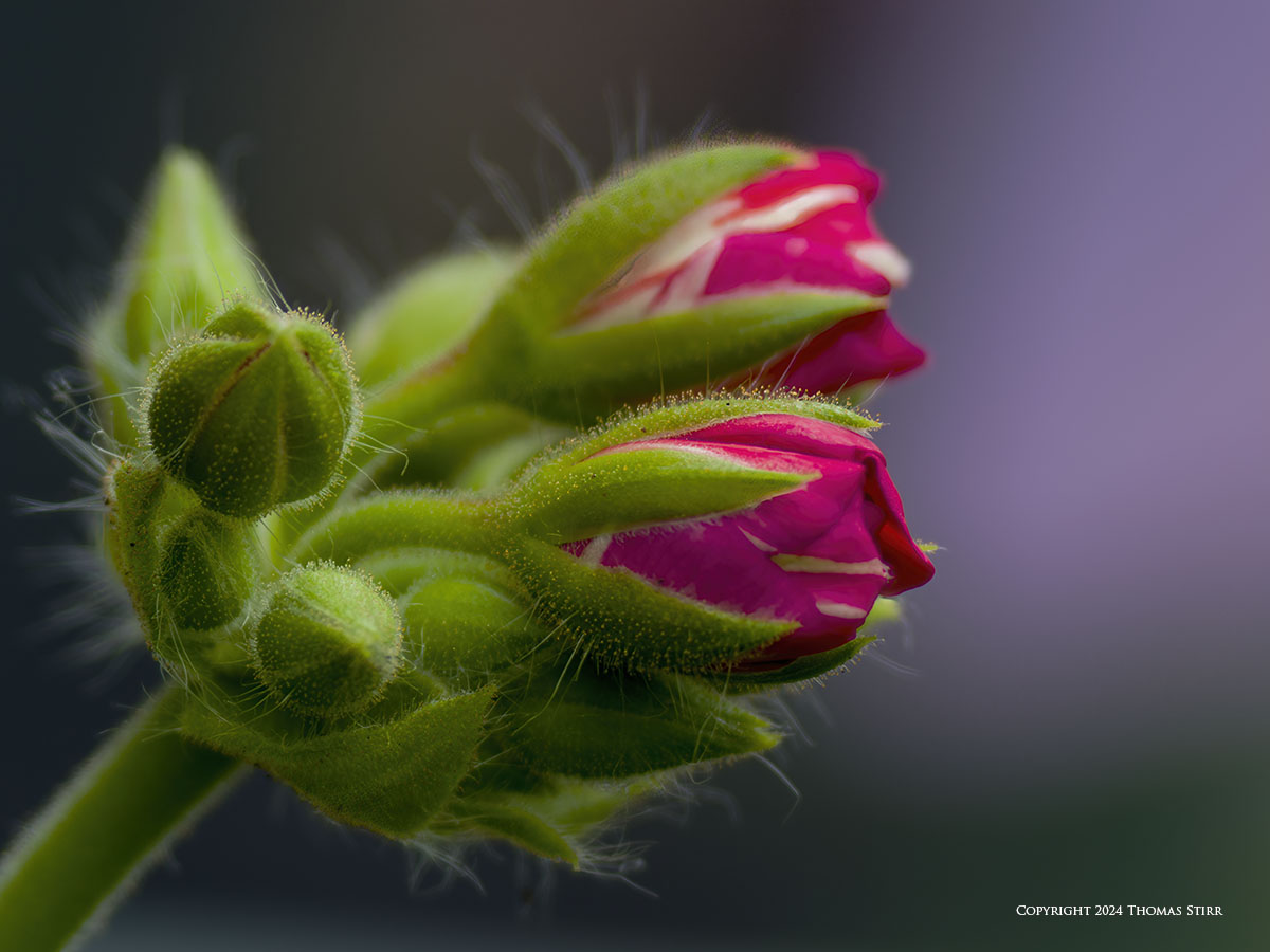 HHHR Flower Photography with 150-600 - Photographic Freedom by