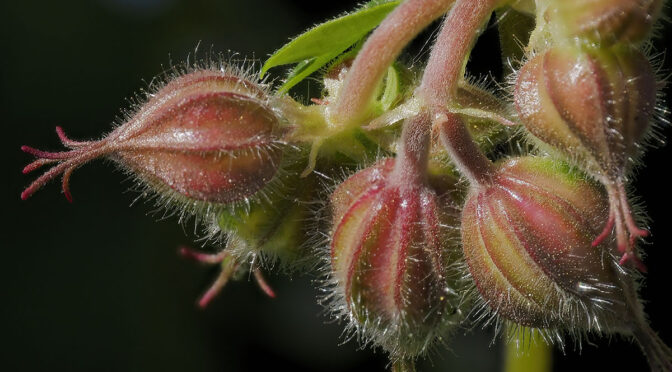 Handheld Focus Stacking With MC-20