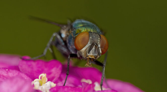 M.Zuiko 90mm Macro Around the House