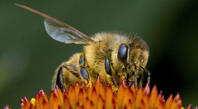 Shallow Depth-of-Field