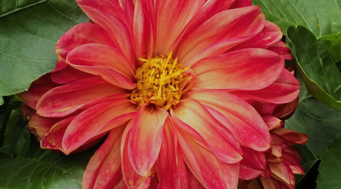 HHFS at the RBG