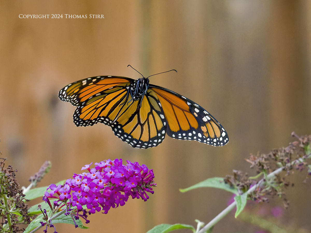 Monarchs in Flight Test with 150-600 - Photographic Freedom by