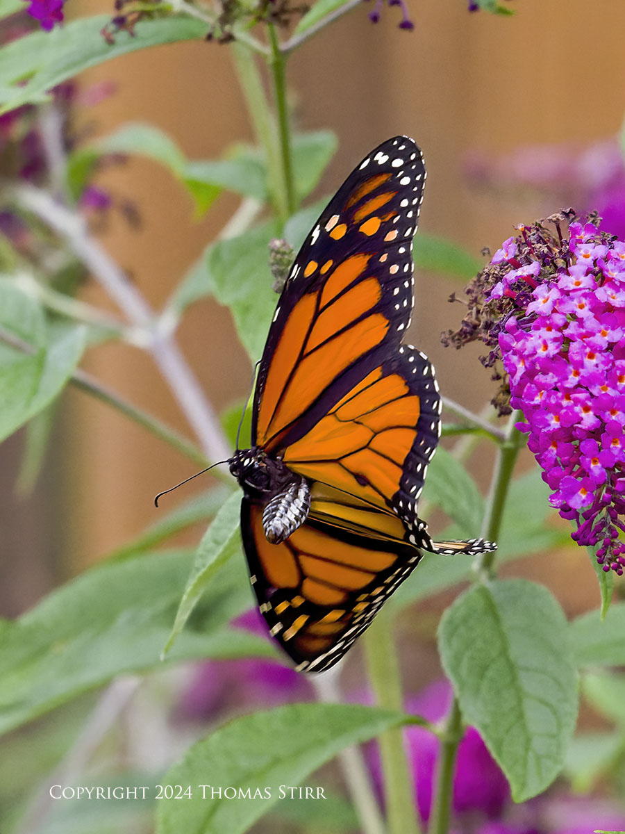 Monarchs in Flight Test with 150-600 - Photographic Freedom by