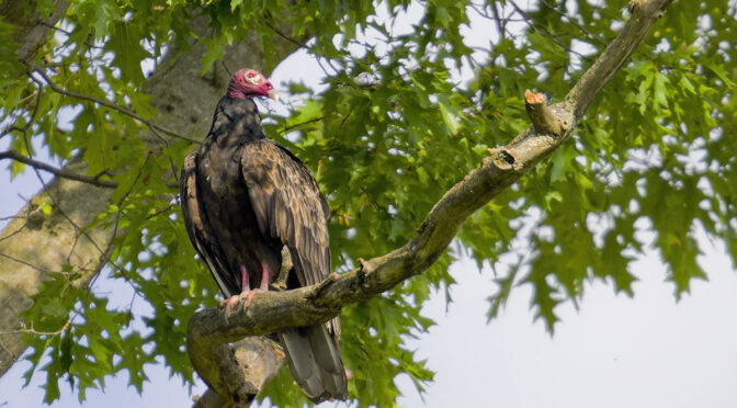 September Birding