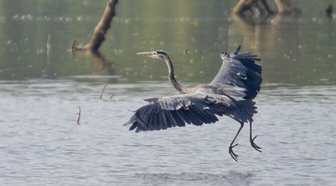 Heron Landing at 1680mm EFOV