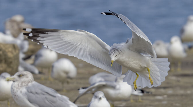 Why I Prefer Practicing With Gulls