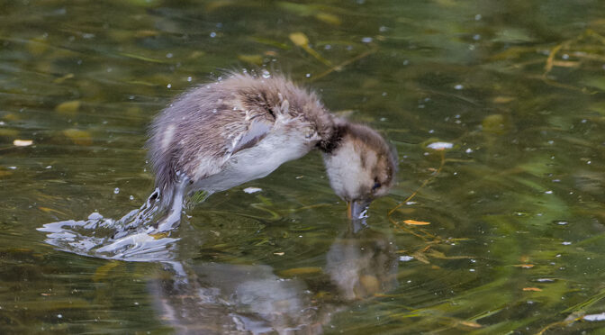 New Zealand Birds