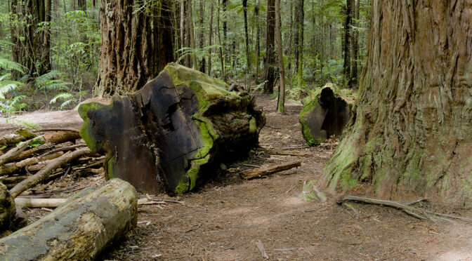 Whakarewarewa Forest Compositions