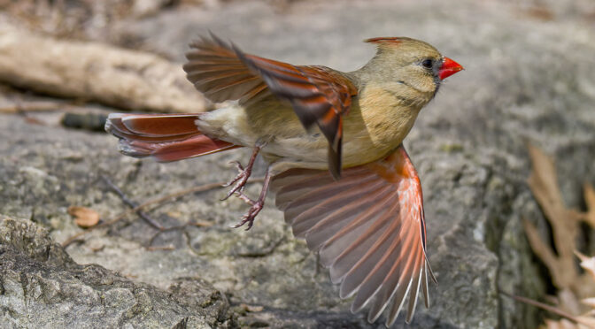 Mid-March Birding
