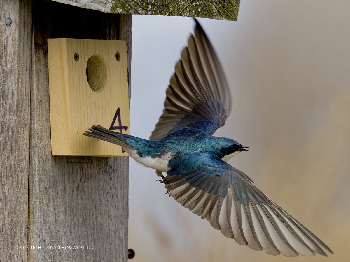 First Swallows of 2025 - Photographic Freedom by Thomas Stirr