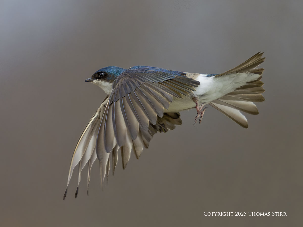 First Swallows of 2025 - Photographic Freedom by Thomas Stirr
