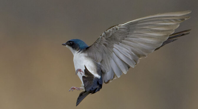 First Swallows of 2025