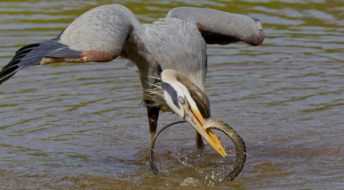 Heron Catching a Snake